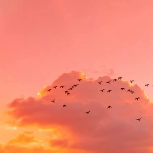 《隔壁人妻》苍井空
